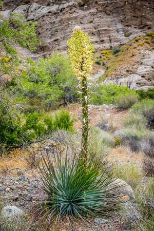 A long slender white flowering yucca plant in Palm Spring, Californiaの写真素材