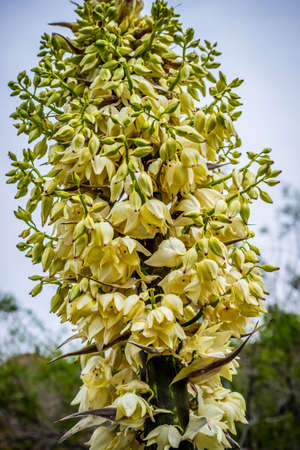 A white flowering yucca plant in Palm Spring, Californiaの写真素材