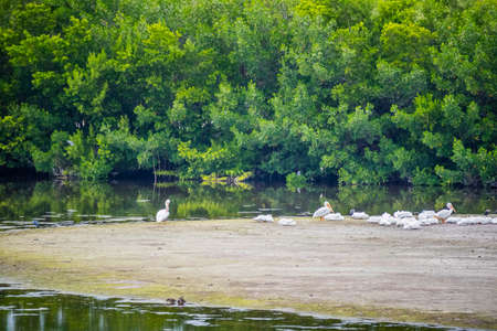A Snowy White Egret in Sanibel Island, Floridaの写真素材
