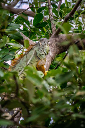 A Yellow Green Iguana in Sanibel Island, Floridaの写真素材