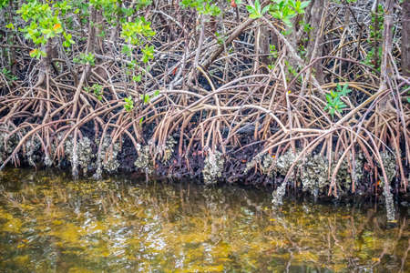 A beautiful scenic escape of nature along with the view of mangroves in Sanibel Island, Floridaの写真素材
