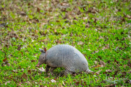 A small cute Armadillo in Abbeville, Louisianaの写真素材