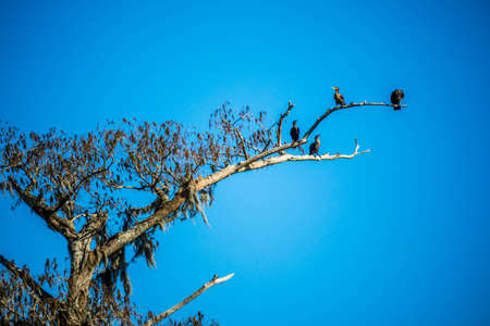 Double Crested Cormorant birds in Abbeville, Louisianaの写真素材