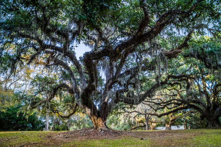 Huge old Oak Tree in Avery Island, Louisianaの写真素材