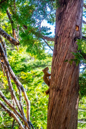 A brown Eastern chipmunk in Acadia National Park, Maineの写真素材