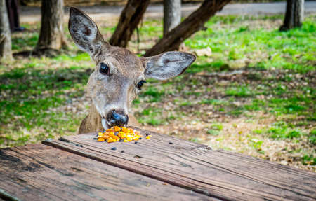 A White-Tailed Deer in Lake Hills, Texasの写真素材