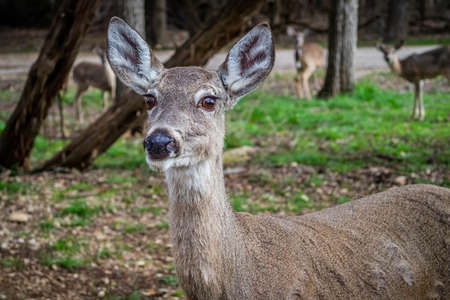 A White-Tailed Deer in Lake Hills, Texas