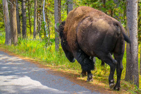 American Bison in the field of Yellowstone National Park, Wyomingの写真素材