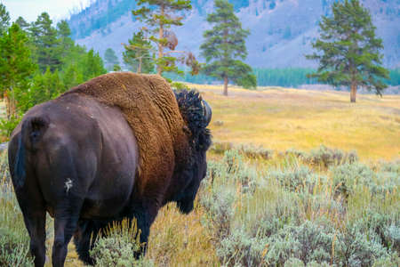 American Bison in the field of Yellowstone National Park, Wyoming