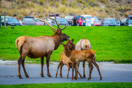 Bull Elk and his female harem in Yellowstone National Park, Wyomingの写真素材