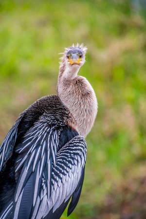 A Female Anhinga in Everglades National Park, Florida