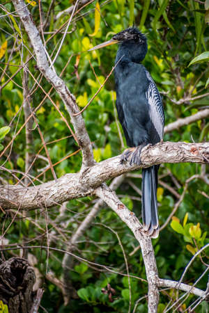 A Male Anhinga in Everglades National Park, Florida