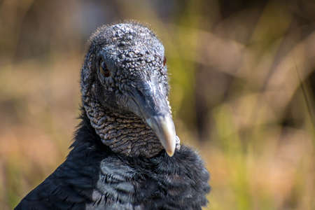 A Black Vulture in Everglades National Park, Floridaの写真素材