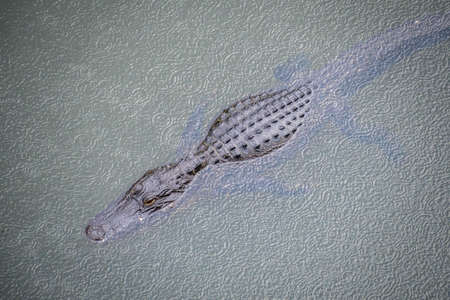 A large American Alligator in Everglades National Park, Floridaの写真素材