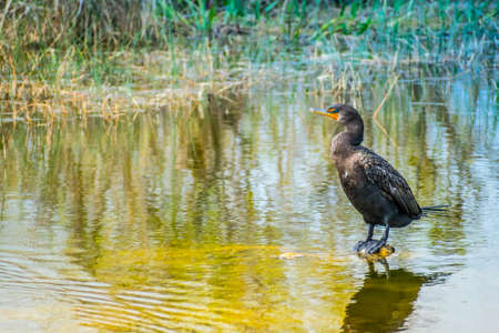 Double Crested Cormorant birds in Everglades National Park, Floridaの写真素材