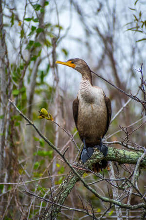 A Female Anhinga in Everglades National Park, Florida
