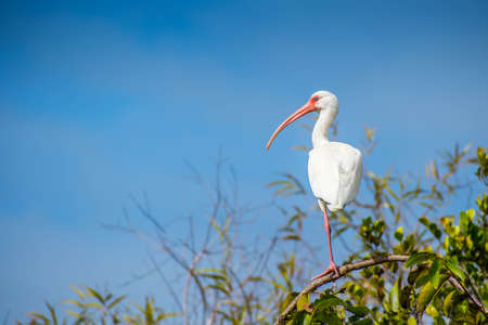 A natural white Ibis in Everglades National Park, Floridaの写真素材