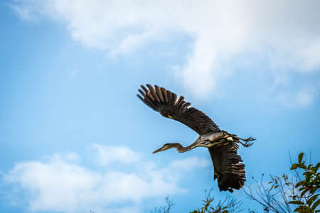 A Great Blue Heron in Everglades National Park, Floridaの写真素材