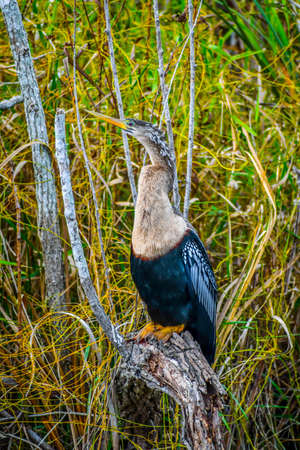 A large Female Anhinga in Miami, Floridaの写真素材