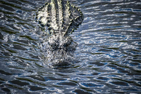 A large American Alligator in Miami, Floridaの写真素材