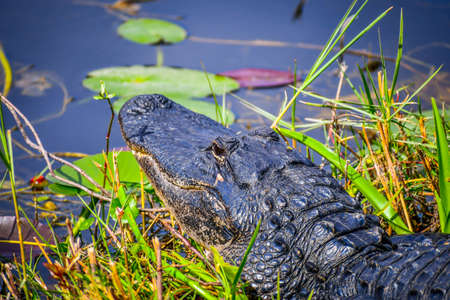 A large American Alligator in Miami, Floridaの写真素材