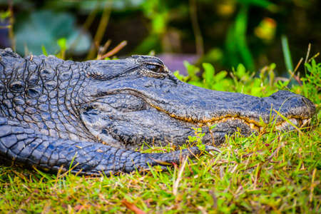 A large American Alligator in Miami, Floridaの写真素材