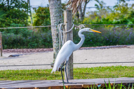 A Great White Egret in Miami, Floridaの写真素材