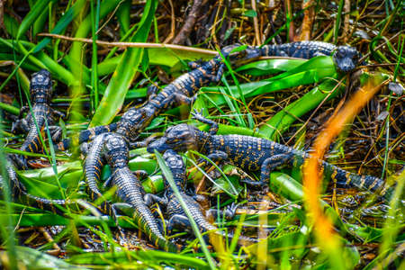 A newborn baby American Alligators in Miami, Floridaの写真素材