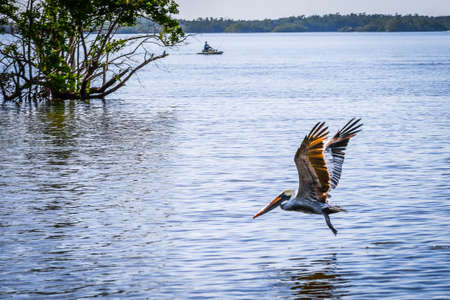 A Brown Pelican flying around in Miami, Floridaの写真素材