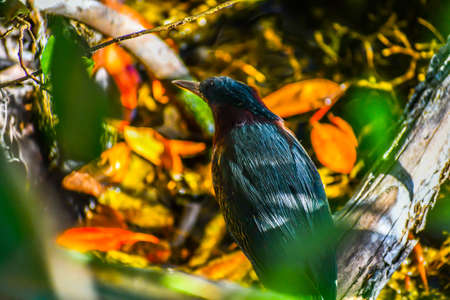 An Everglades Black Bird in Miami, Floridaの写真素材