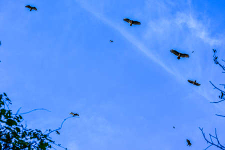 An American Black Vultures flying around in Miami, Floridaの写真素材