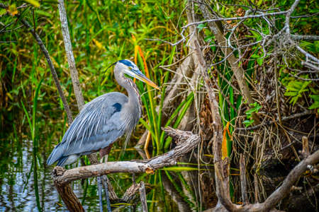 A Great Blue Heron in Miami, Floridaの写真素材