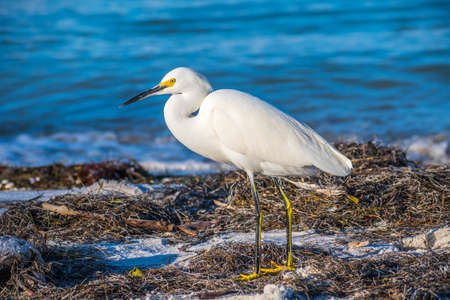 A Snowy White Egret in Anna Maria Island, Floridaの写真素材