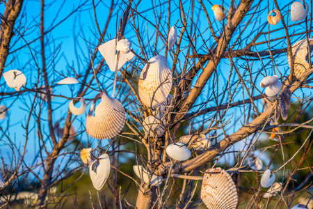 Beautiful seashells hang on a tree in Anna Maria Island, Floridaの写真素材