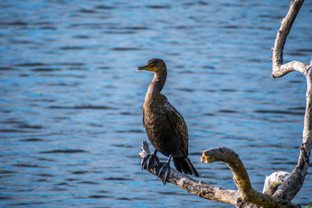 Double Crested Cormorant bird in Brandeton, Florida