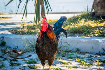 A Gypsy Chicken in Key West, Floridaの写真素材