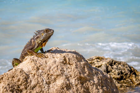 A Green Iguana in Key West, Floridaの写真素材