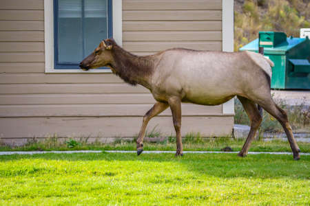 A Female Elk in Yellowstone National Park, Wyomingの写真素材