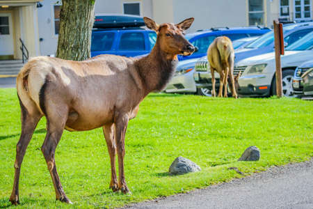 A Female Elk in Yellowstone National Park, Wyomingの写真素材