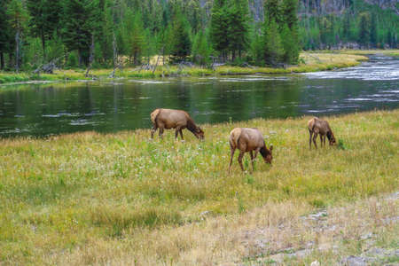 A Female Elk in Yellowstone National Park, Wyomingの写真素材
