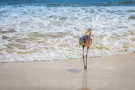 A Great Blue Heron in Perdido Key State Park, Floridaの写真素材