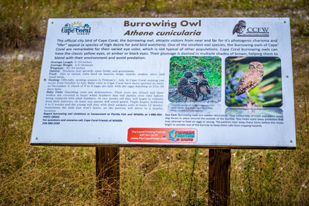 Cape Coral, FL, USA - Nov 24, 2018: A protected site Burrowing Owl nesting areaのeditorial素材