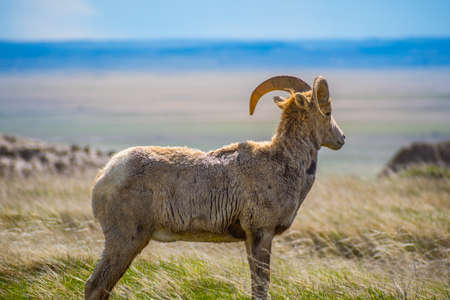 A female Bighorn Sheep in the field of Badlands National Park, South Dakotaの写真素材