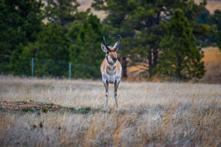 Pronghorn in the field of Wind Cave National Park, South Dakotaの写真素材