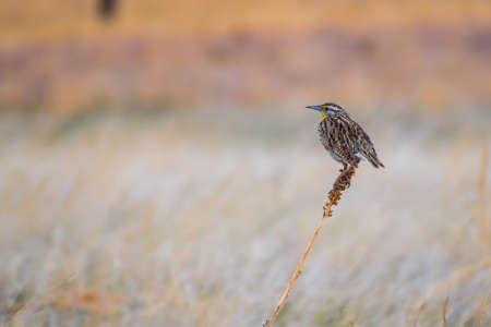 A Western Meadowlark Bird in Wind Cave National Park, South Dakotaの写真素材