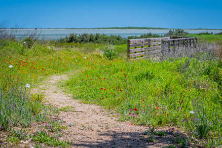 A very long boardwalk surrounded by shrubs in Aransas NWR, Texasの写真素材