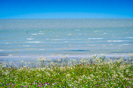 Assorted type of beautiful wildflowers in Aransas NWR, Texasの写真素材