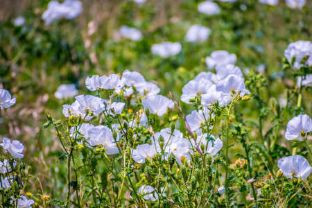 Burhead wildflowers in Aransas NWR, Texasの写真素材