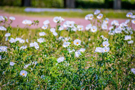 Burhead wildflowers in Aransas NWR, Texasの写真素材