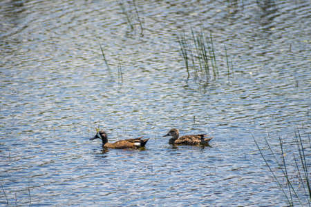 A lovely couple ducks in Santa Ana NWR, Texasの写真素材